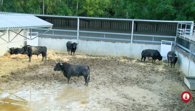 corralillos del gas Pamplona