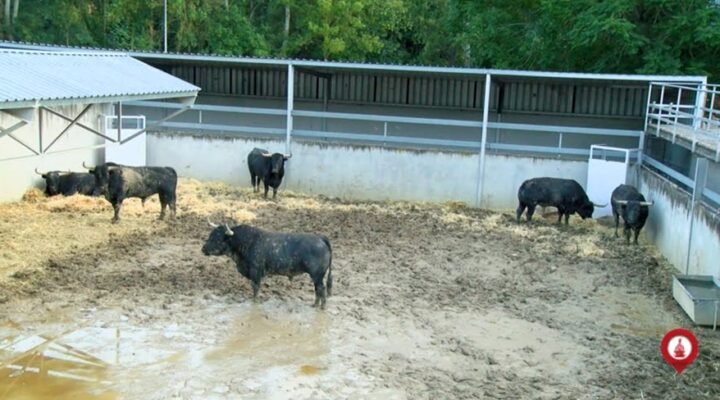 corralillos del gas Pamplona